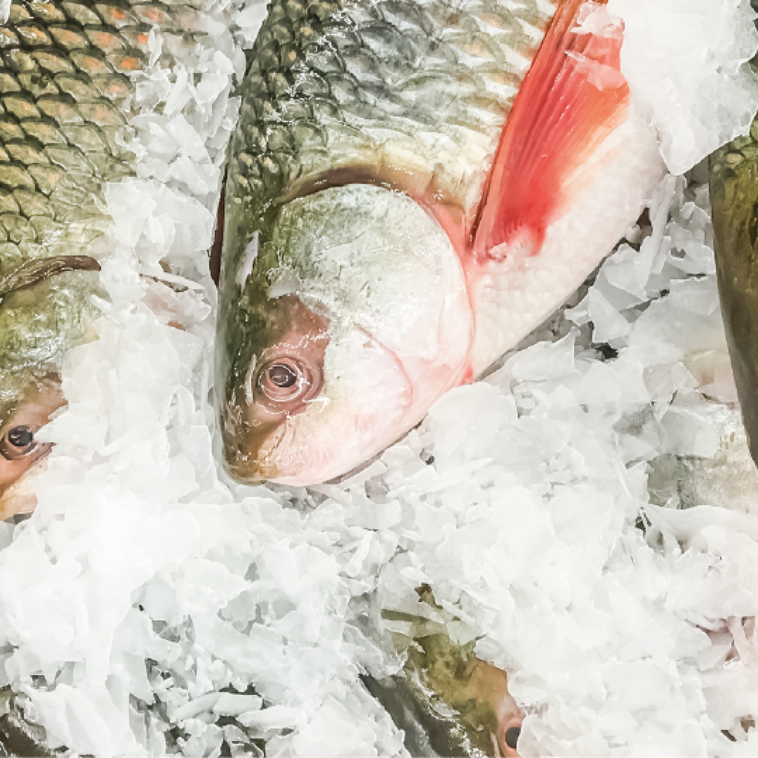 foto blog - GELO EM ESCAMA (1)