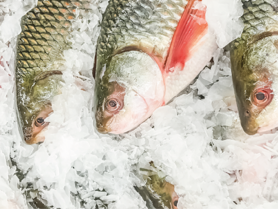 foto blog - GELO EM ESCAMA (1)