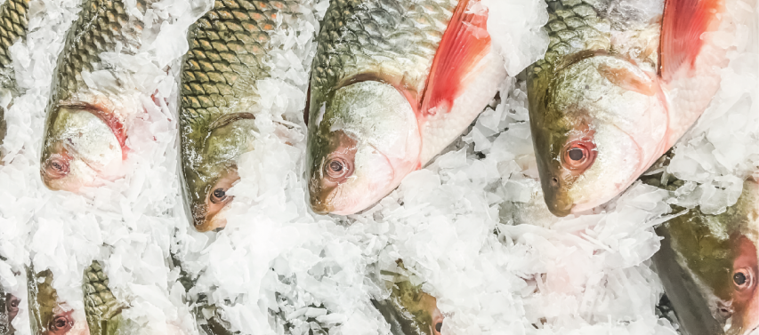 foto blog - GELO EM ESCAMA (1)